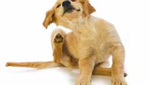 Razlaga sanj je blochs sanjal o tem, kaj je bolhe sanjalo v sanjah